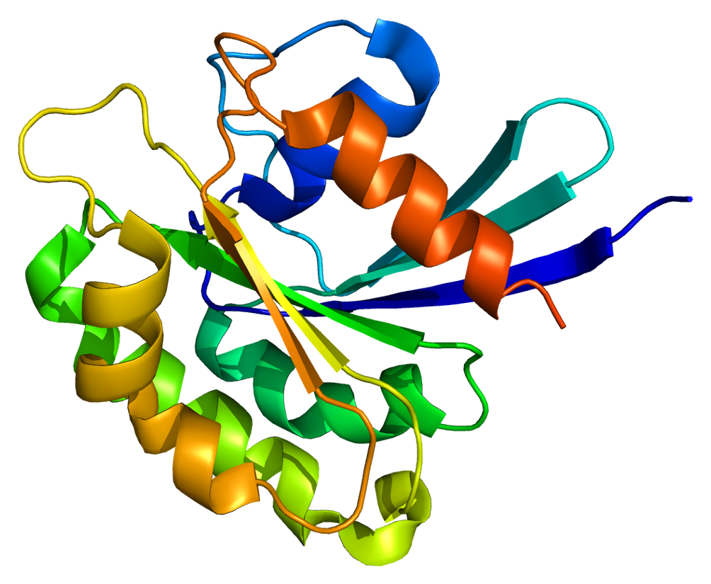 Protein Structure