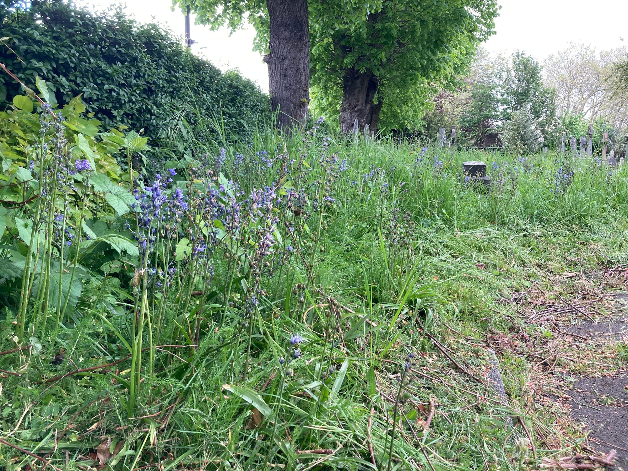 Bluebells