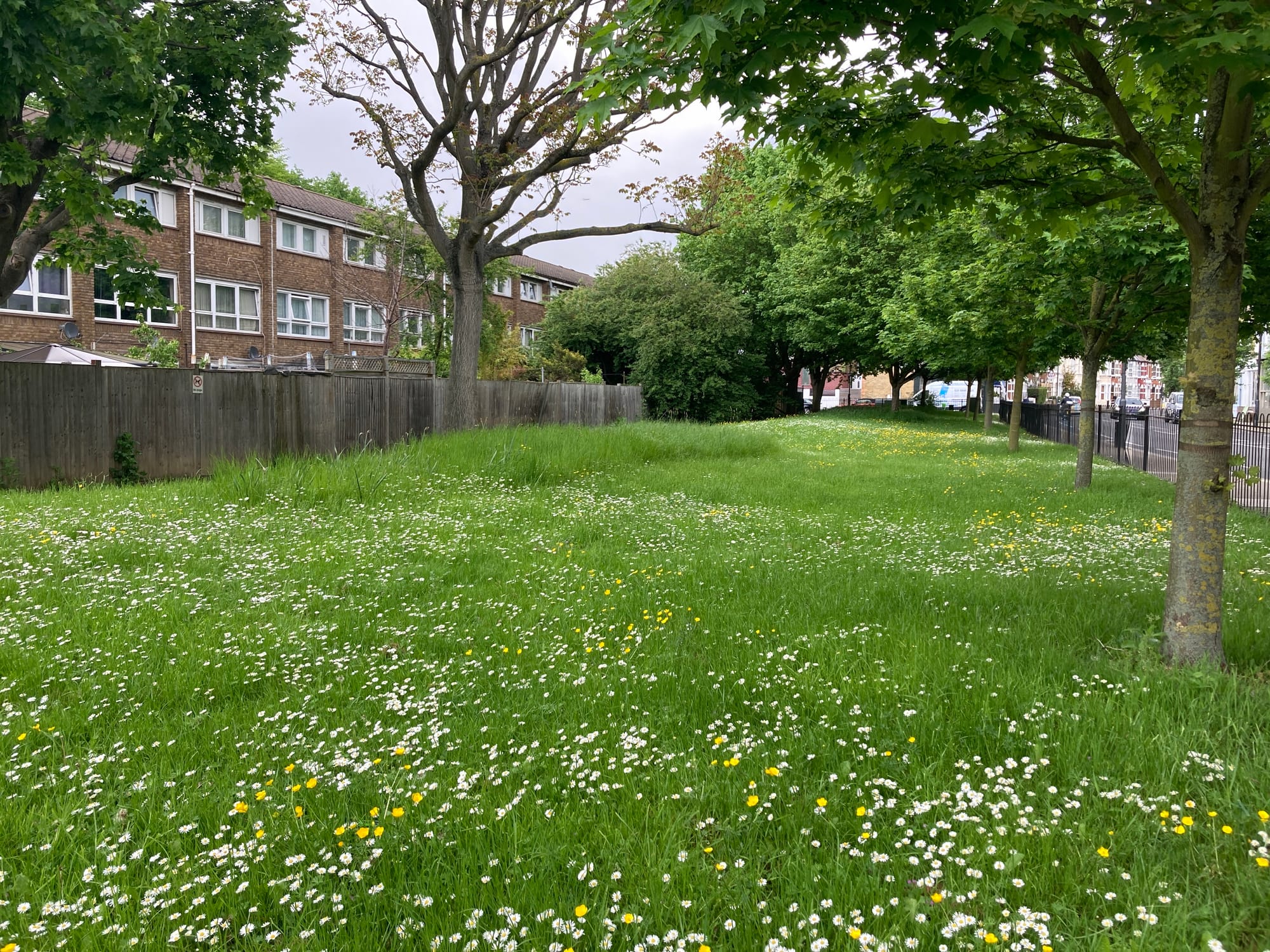 Buttercups and daisies