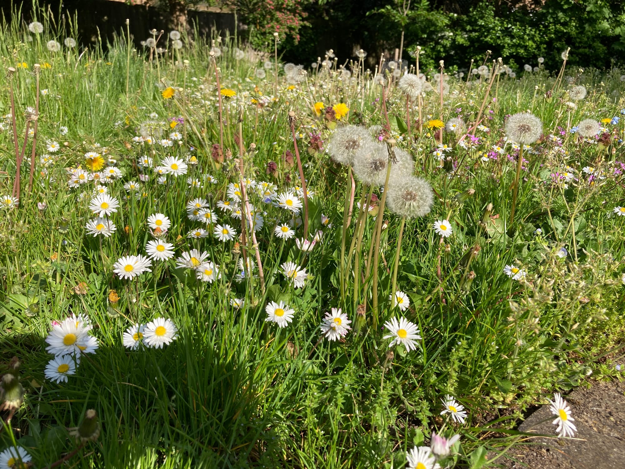 Daisies and dandelions