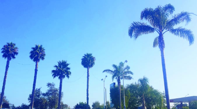 Palm trees in balmy Malibu // Edita Pileckyte