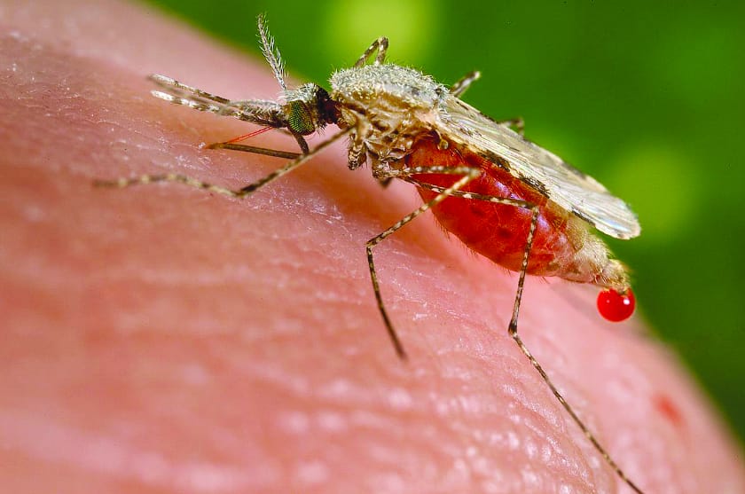 Gene drive technology could rid humanity of malaria // Wikimedia