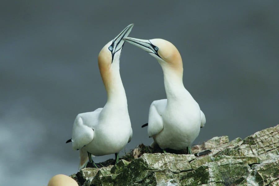 Ridiculously photogenic gannet pair // Flickr