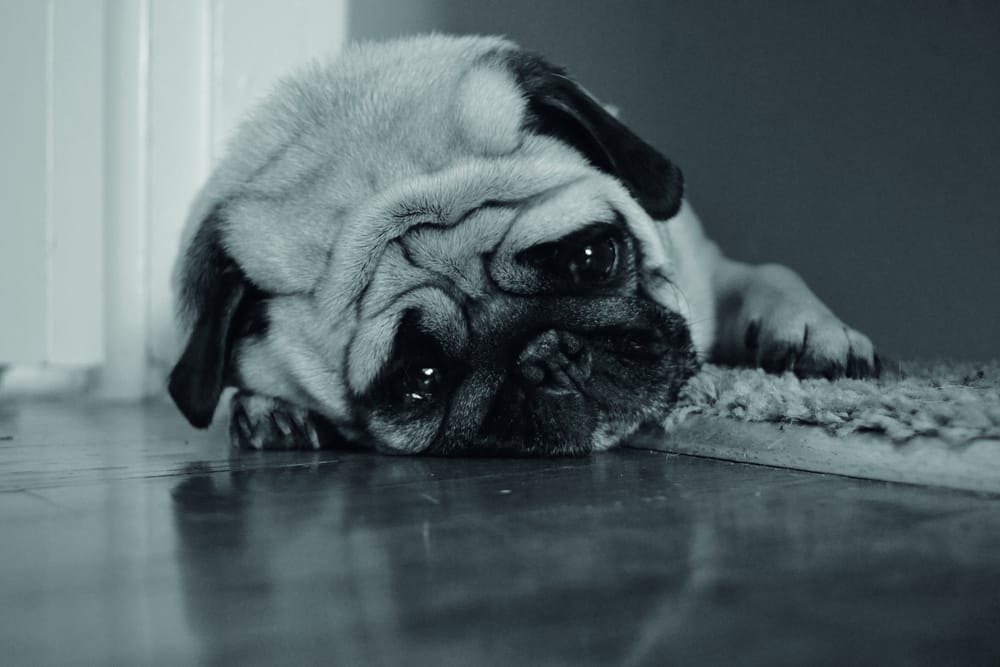 sad pug is sad