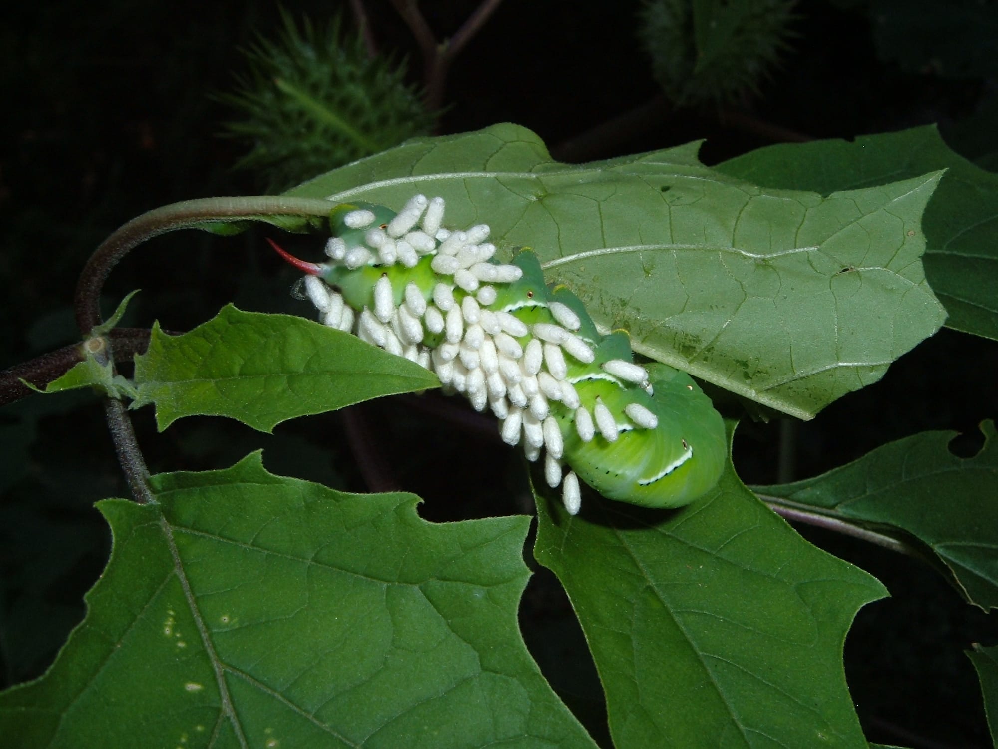 A tomato hornworm covered in parasitic wasp eggs