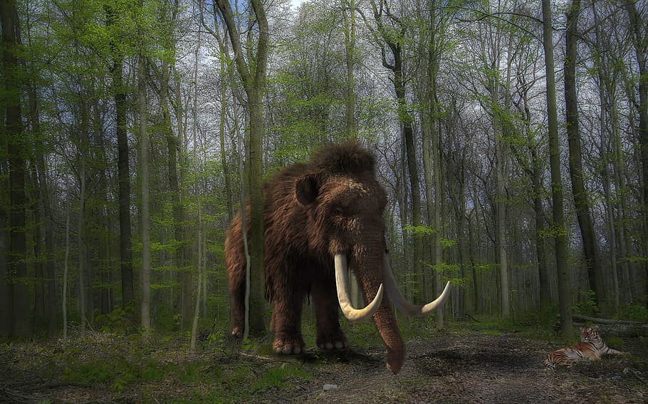 Woolly mammoth resurrection: effective solution to climate change or flashy money magnet?