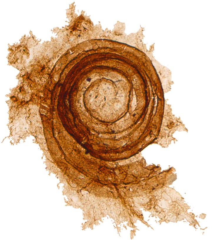 Earth’s oldest fossil