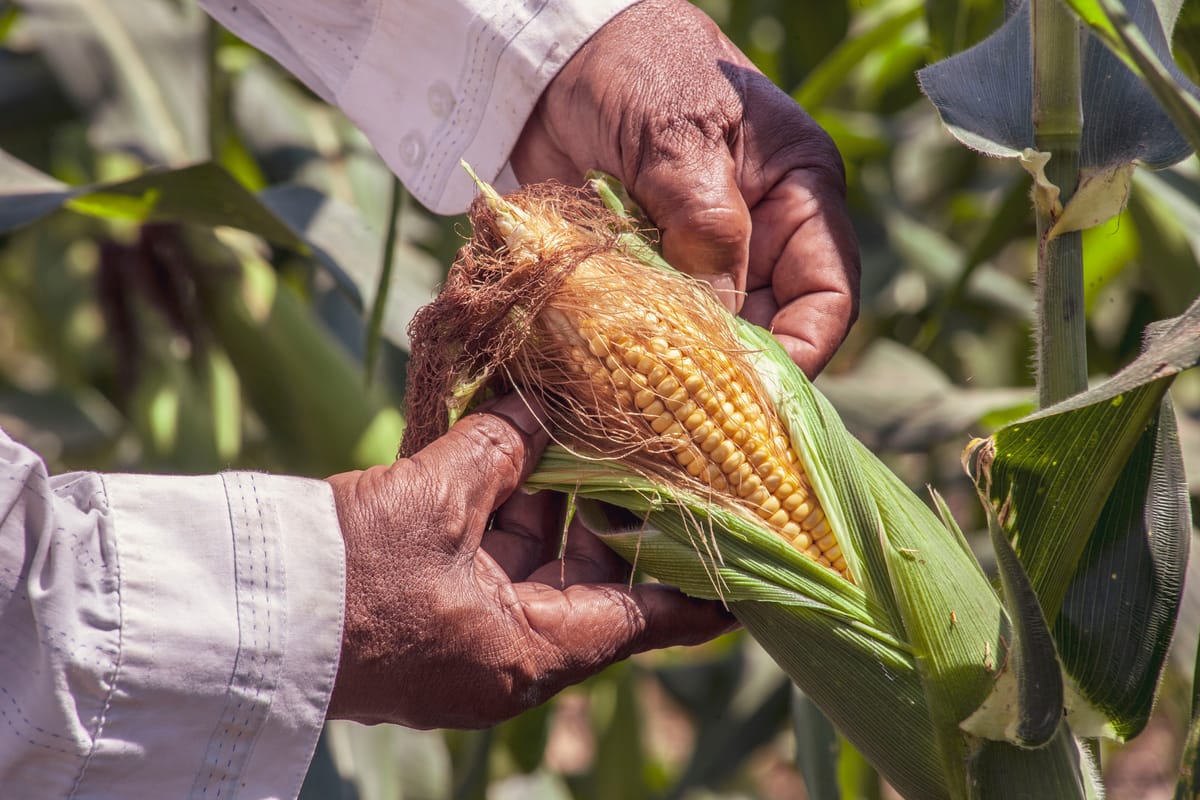 Reflecting on climate change - A rural Zimbabwean perspective