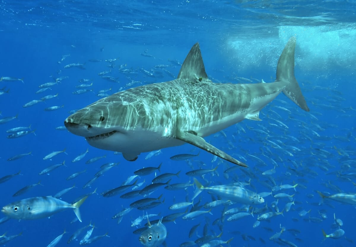 Oceans and medicines could die with sharks