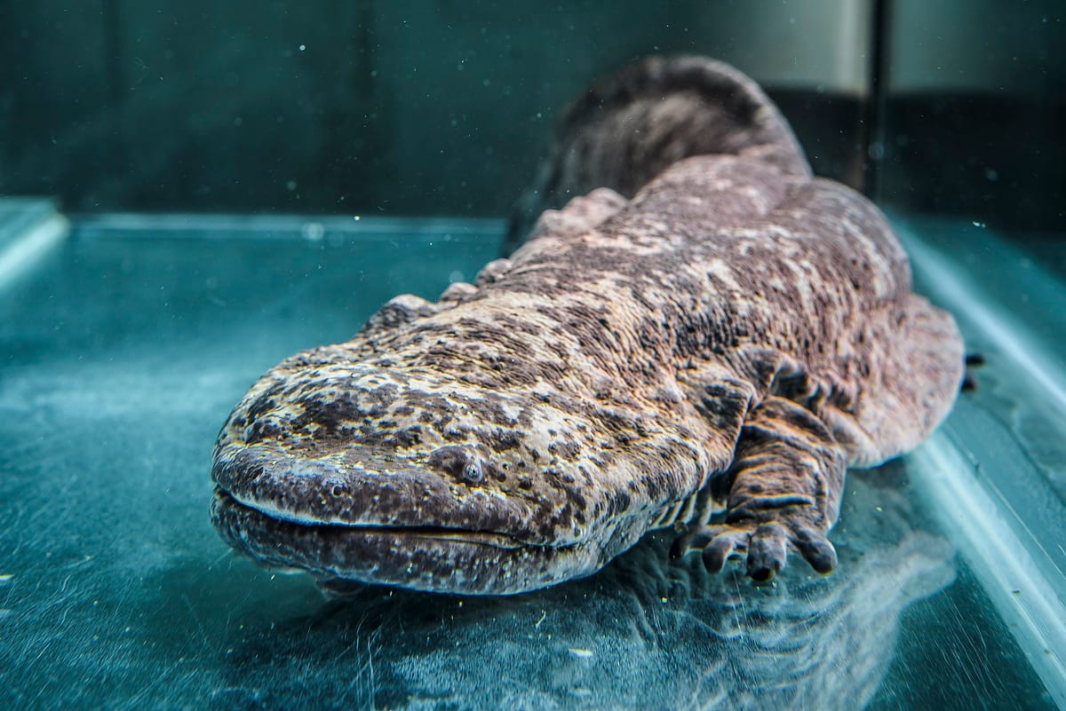 The Chinese giant salamander