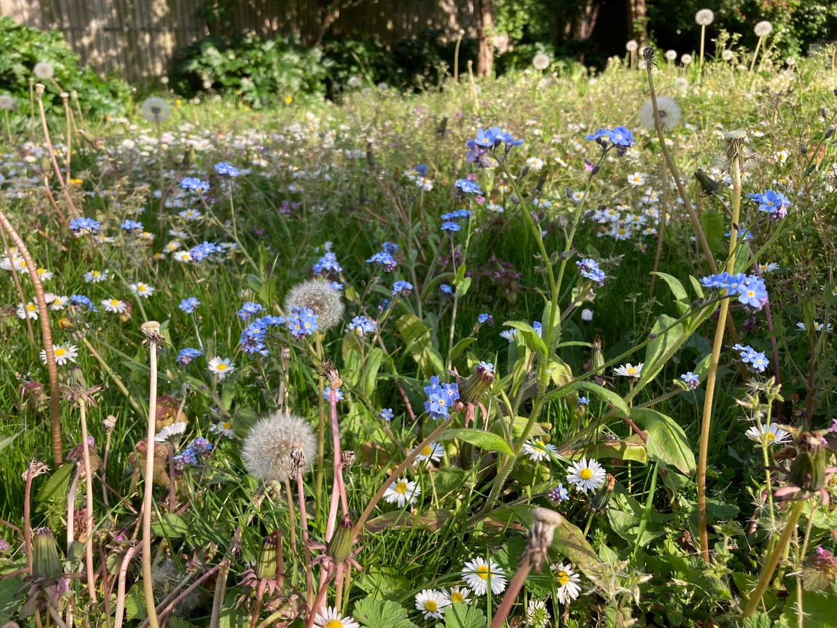 Hammersmith and Fulham celebrate No Mow May