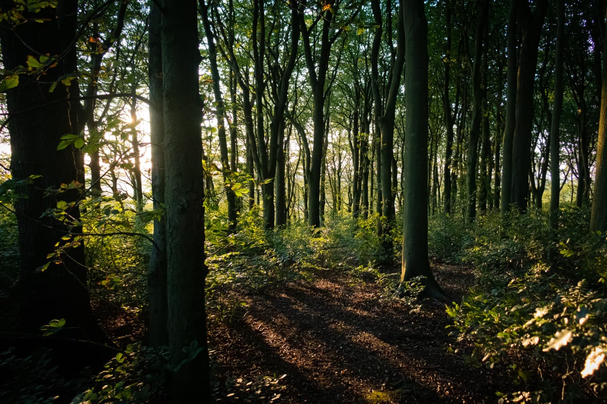 Science doesn’t support HS2’s ancient woodland strategy