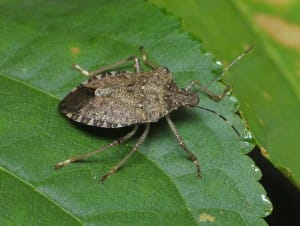 The Brown Marmorated Stink Bug: An unwelcome arrival