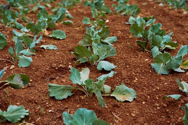 An Integrated Urban Farming System