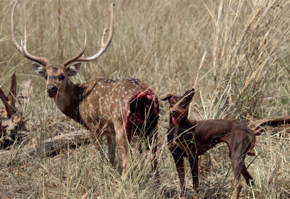 Man's best friend - a menace to wildlife