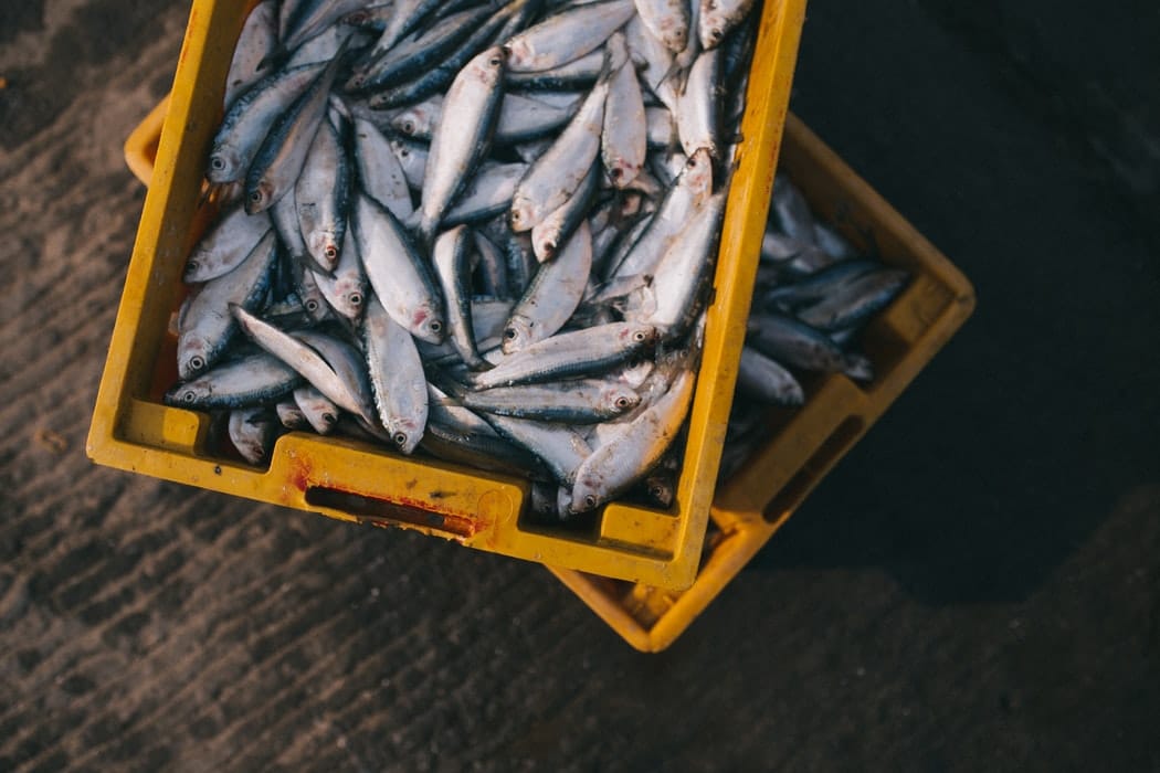 Solving common aquaculture problems with technological innovations