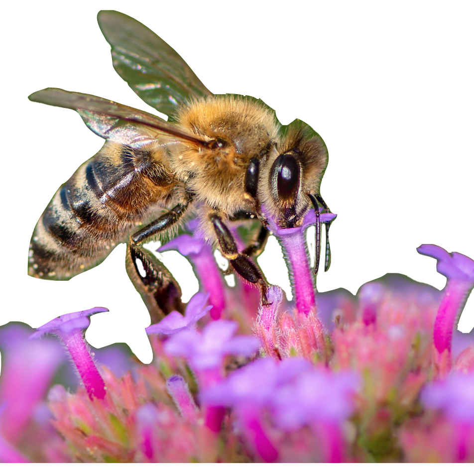 Government approval of bee killing pesticide will further drive insect decline