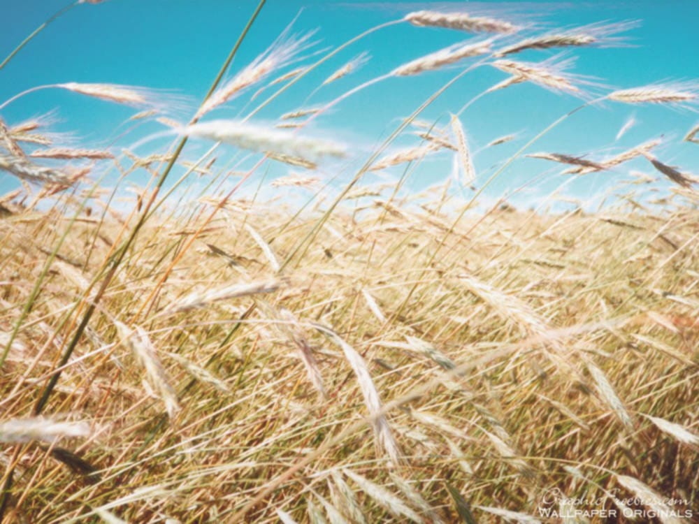 Barley disease sequenced
