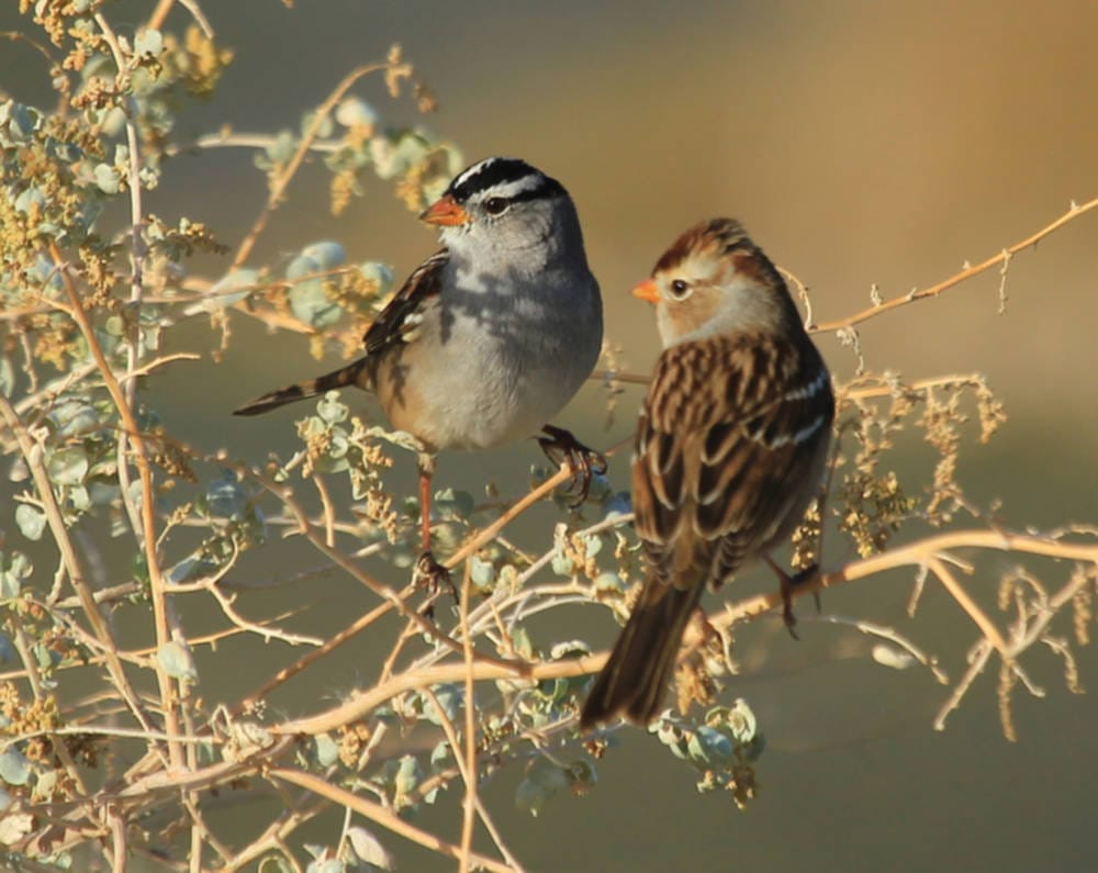 Avian attraction
