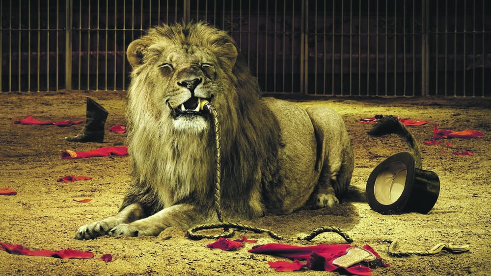 Government calls for better circus animal welfare
