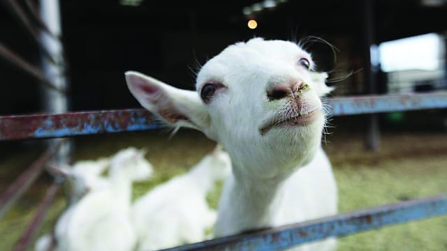 Look out! Here comes a spider goat
