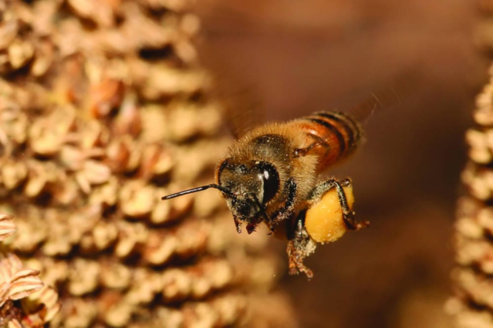 Honey bees seek thrills just like us
