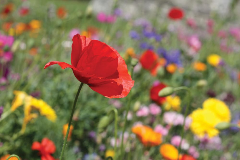 The decline of British bee power
