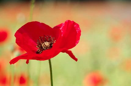 A call to remembrance
