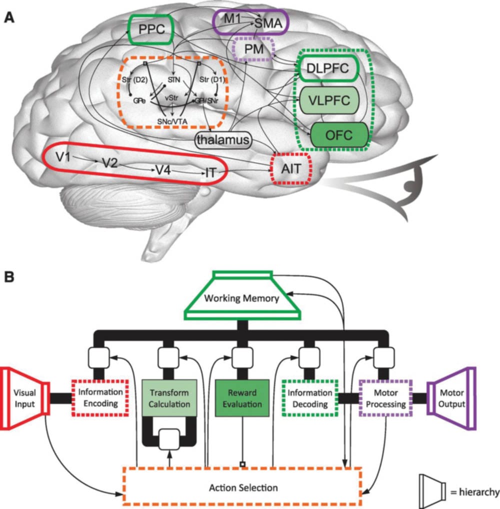 Building a virtual brain
