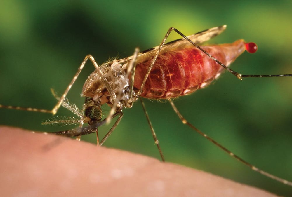 Malaria mozzies can’t resist smelly feet
