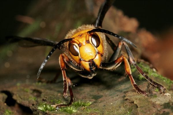 Hartley Science: Attack of the Hornets
