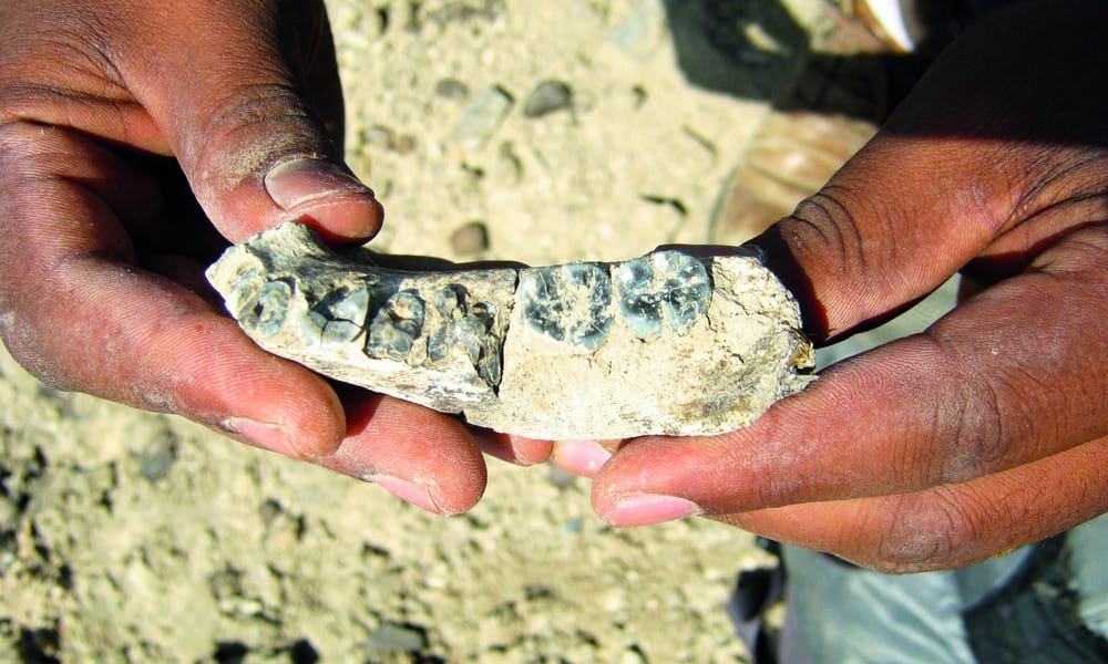 Fossil discovery sheds light on human origins
