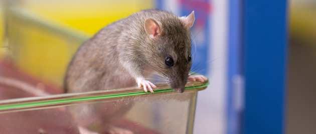 First annual animal research practise report released by College
