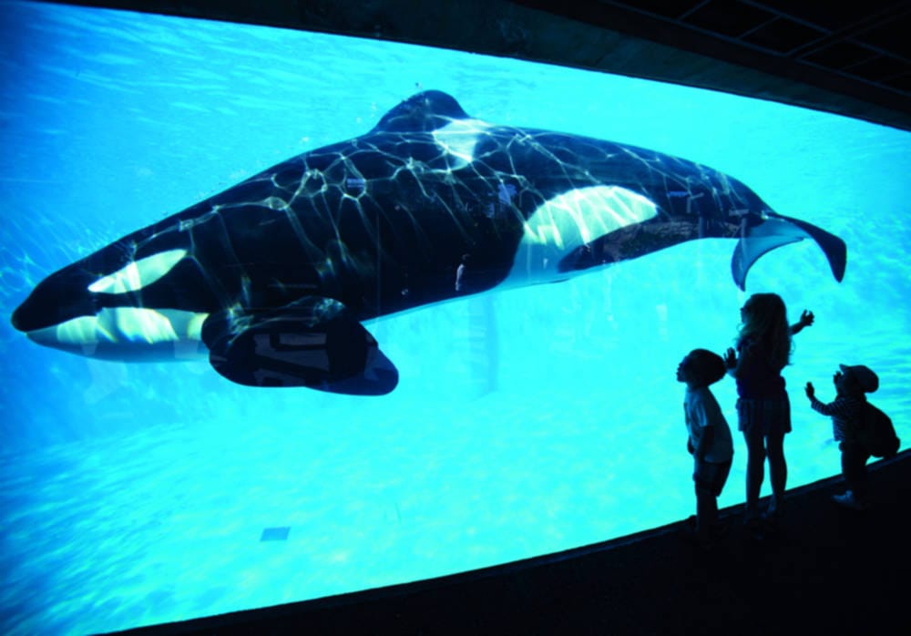 Documentary corner: Blackfish