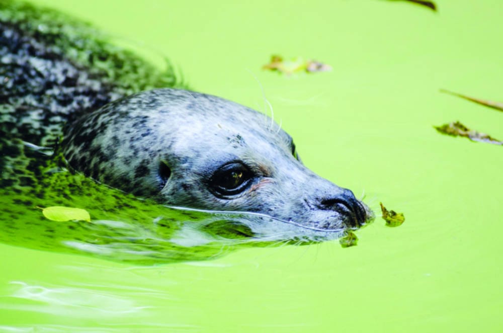 Thames gets seal of approval