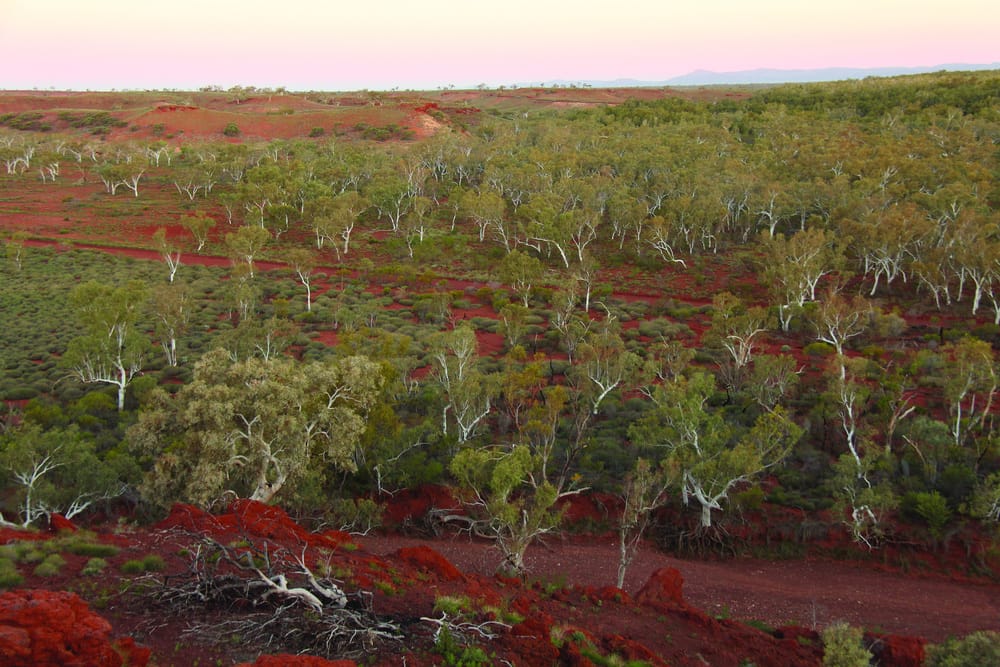 Forests have been hiding in plain sight
