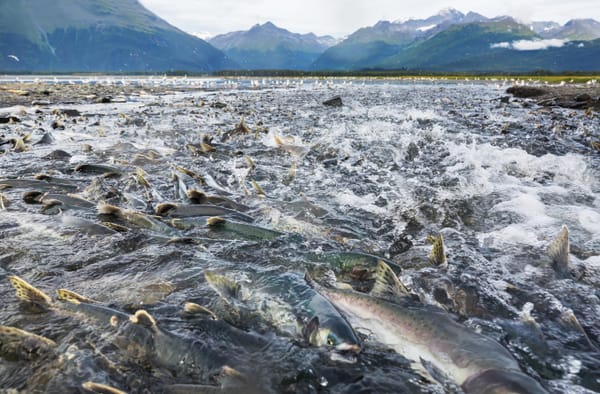 Curbing the decline of the Atlantic salmon