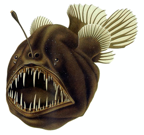 Humpback anglerfish (Melanocetus johnsonii), a species of black seadevil (Melanocetidae). 