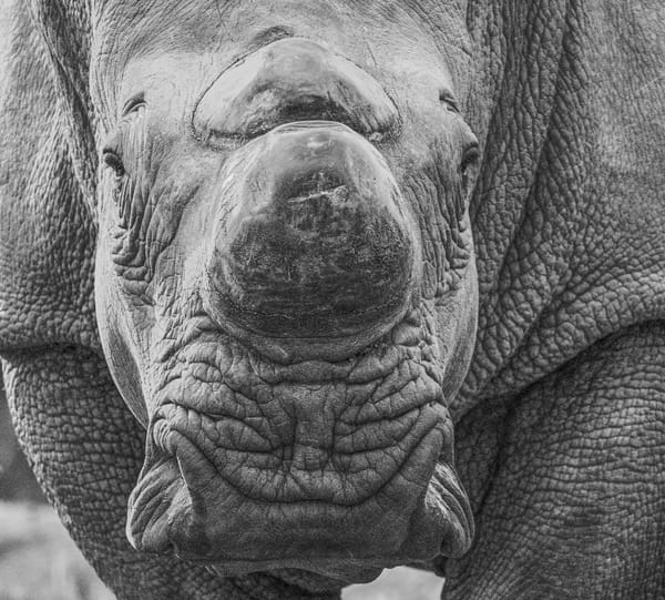 Should South Africa rethink its strategy on rhino poaching?