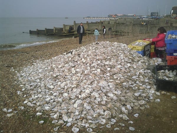Shell We Innovate?