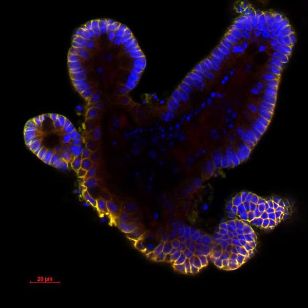 Imperial launches Centre for Intestinal Systems