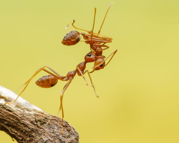 Air pollution causes ant aggression