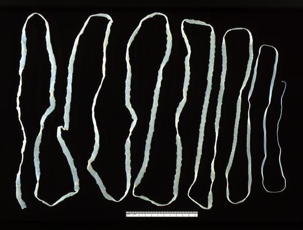 Tapeworm