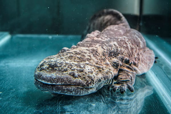 Chinese Giant Salamander