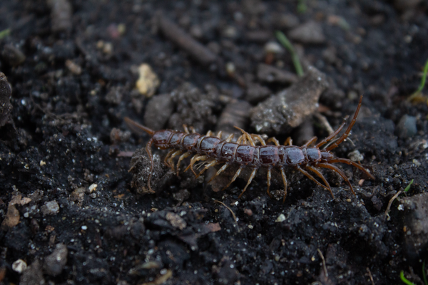 A Brown Stone Centipede Lithobius Forficatus Found Under A Piece Of Dead Wood In Hyde Park London