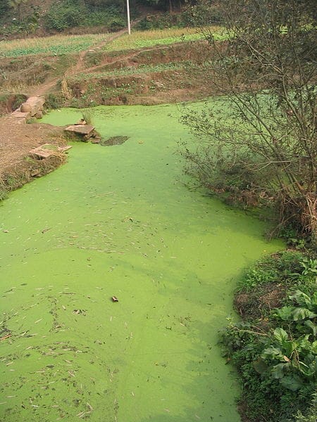 450px River Algae Sichuan