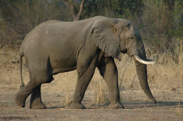 Elephant Walking