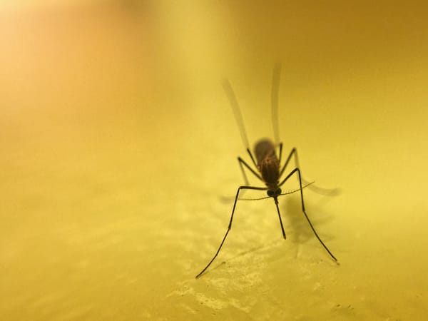 Mosquito Close Up With Shades Of Yellow Background 2021 09 01 03 47 24 Utc