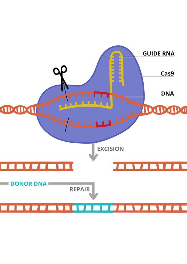 Karolina Wilgus Medicine Crispr Illustration