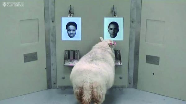 Ewe look familiar